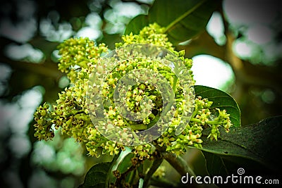 Green Mango Flowers with Blured Background Stock Photo