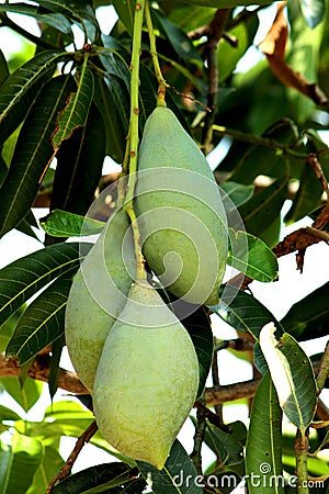 Green Mango Mangifera indica Stock Photo
