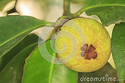 Green mangosteen on tree Stock Photo