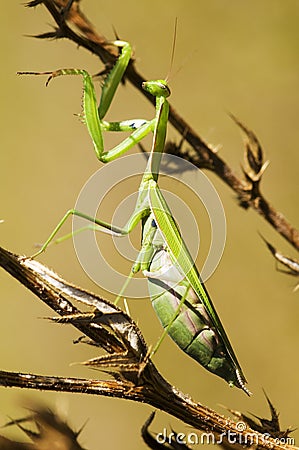 Green mantis Stock Photo