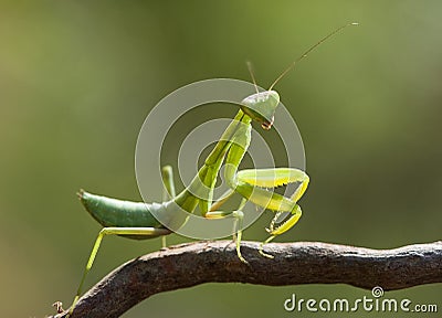 Green mantis. Stock Photo