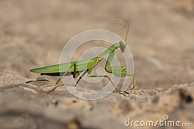 Green mantis Stock Photo