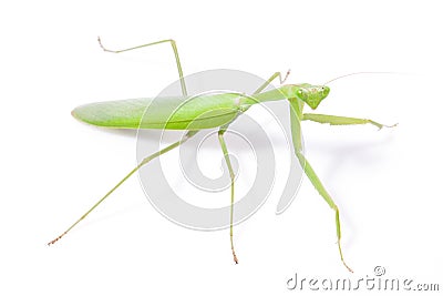 Green mantis Stock Photo