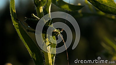 The green mantis.Creative.A large green grasshopper with huge long thin whiskers sitting in the grass on which it merges Stock Photo