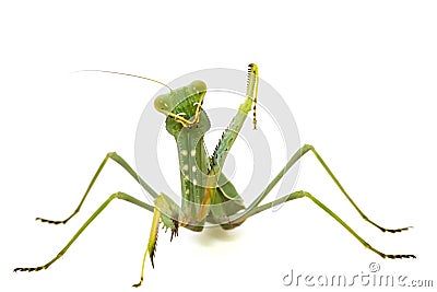 Green mantis isolated on white background Stock Photo