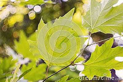 Green mapel leaf on bokeh background Stock Photo