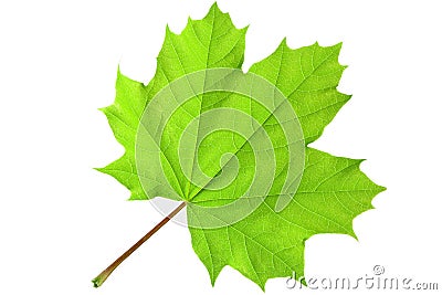 Green maple leaf Stock Photo