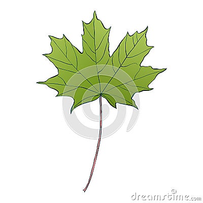 Green maple leaf isolated on white background Vector Illustration