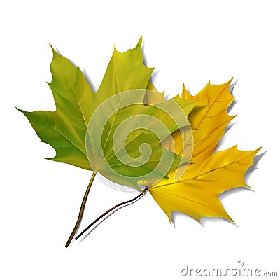Green maple leaf on white background. Vector Illustration