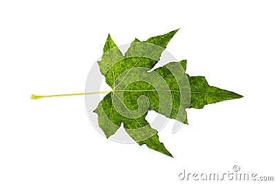 green maple leaves Stock Photo