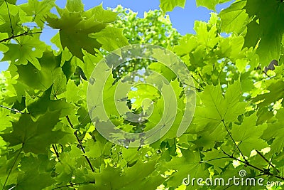 Green maple leaves Stock Photo