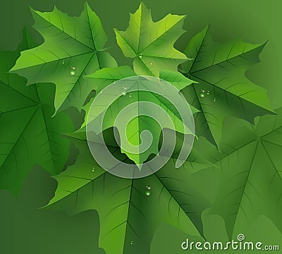 Green maple leaves background and dew drops Vector Illustration