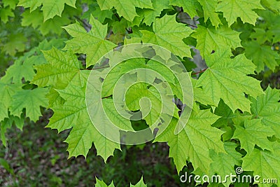 Green maple leaves in deep green color Stock Photo