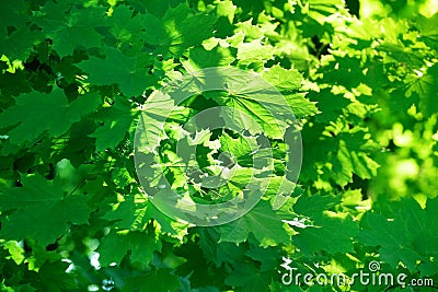 Green maple leaves on sunlight blurred background close up, lush foliage soft focus backdrop, sunny summer day nature, maple tree Stock Photo