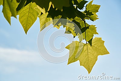 Green maples leaves on blue sky background Stock Photo