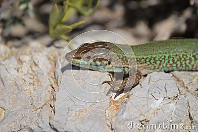 Green and maroon close-up of a sunbathing Lilford`s wall lizard Podarcis Lilfordi, Lacertidae, endemic to the Balearic Stock Photo