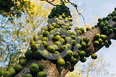 Green marula fruit in South Africa Stock Photo