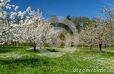 Green meadow with cherry trees in white blossom against a blue sky Stock Photo