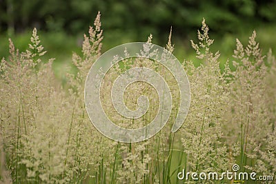 Green meadow closeup. Wild grasses photo background Stock Photo