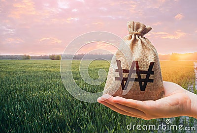 Green meadow field of young wheat and south korean won money bag. World hunger. Grains cereals deficits. Agroindustry and the Stock Photo