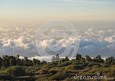 Green meadow, pine trees and view over white fluffy clouds cover and sea at mountain top. Golden hour sunset light. La Stock Photo