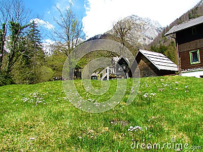 Green meadow in spring at mountain lodge at Kamniska Bistrica Stock Photo