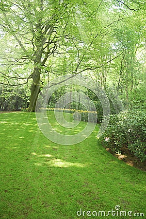 Green meadow with trees on background Stock Photo