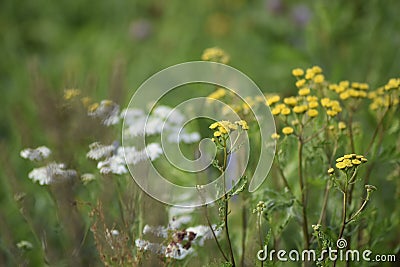 Green meadow width yellow and white flowers. The rays of the sun brighten the meadow. Stock Photo