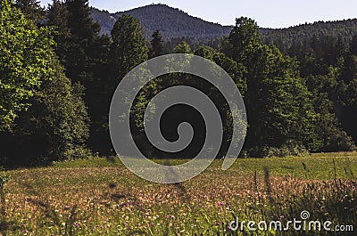 Green meadow, wildflowers on a summer day. Rural landscape, aesthetic photo Stock Photo