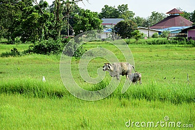 Cows are feeding in green grasslands. Stock Photo