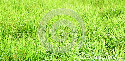 Cows are feeding in green grasslands. Stock Photo