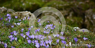 The green meadows and purple flowers in spring Stock Photo