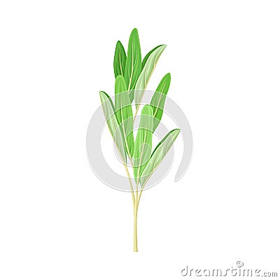Green Medical Herb with Oblong Leaves on Stem Vector Illustration Vector Illustration