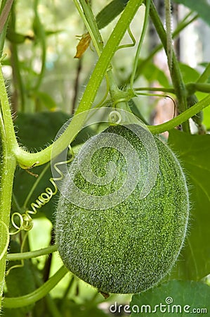 Green melon Stock Photo