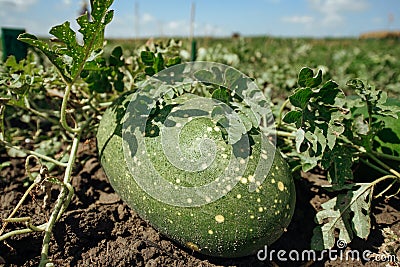 Green melon growing in the field. Unripe melon Stock Photo