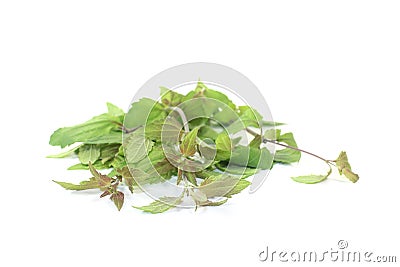 Green Mexican dream herb Stock Photo