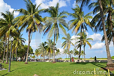 The green and the miami beach palms Editorial Stock Photo