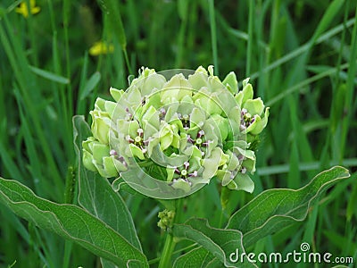 Green Milkweed or green antelopehorn bloom with grass in background Stock Photo