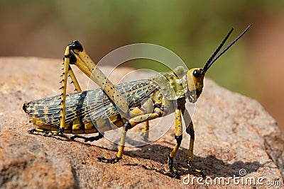 Green milkweed locust Phymateus leprosus Stock Photo