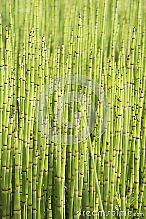 Green - mini moso Bamboo bonsai garden plant Stock Photo
