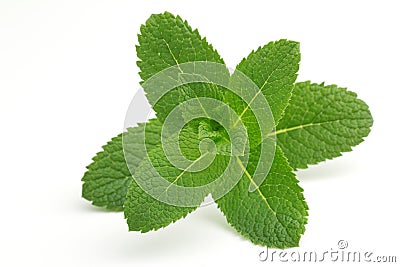 Green mint Stock Photo