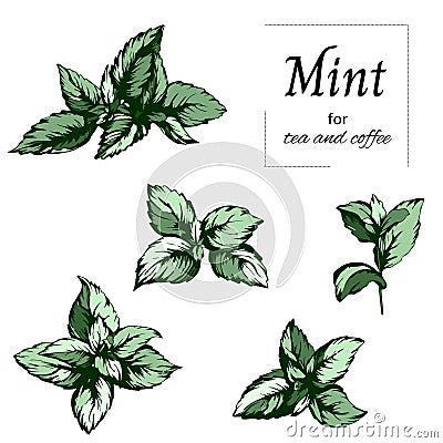 Green mint drawn in ink cut out on a white background. Vector hand drawn botanical illustration Vector Illustration