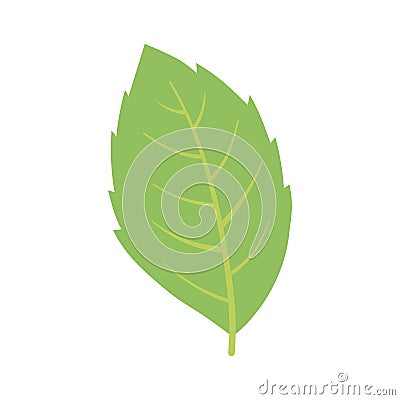 Green mint leaf herbal isolated icon white background Vector Illustration