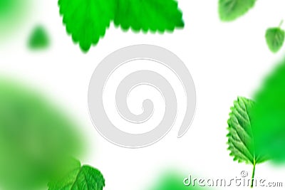 Green mint leafs on isolated white background Stock Photo