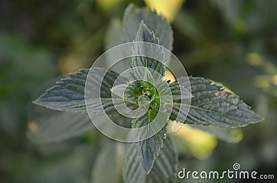 Green mint leaves Stock Photo