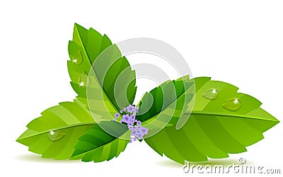 Green mint leaves Stock Photo