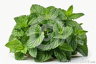 Green Mint leaves. high resolution, Isolate on white Background. Stock Photo