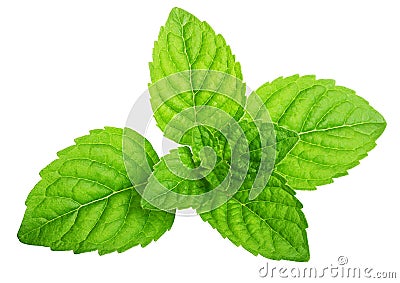 Green mint leaves isolated Stock Photo