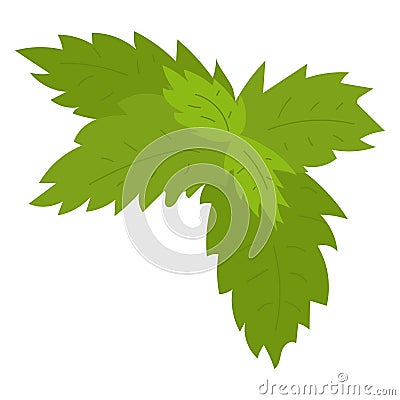 Green mint leaves isolated on white background. Fresh peppermint or spearmint herbs illustration. Nature and cooking Vector Illustration