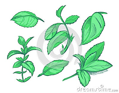 Green mint leaves, menthol, aroma peppermint hand drawn vector illustration Vector Illustration